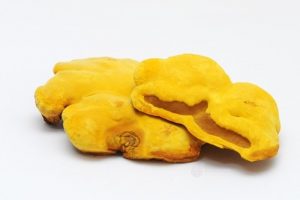 nấm linh chi thượng hoàng