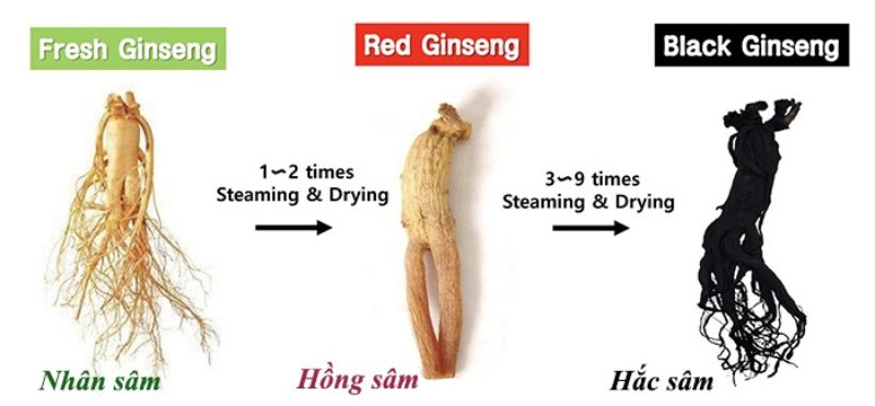 phân biệt nhân sâm hồng sâm hắc sâm