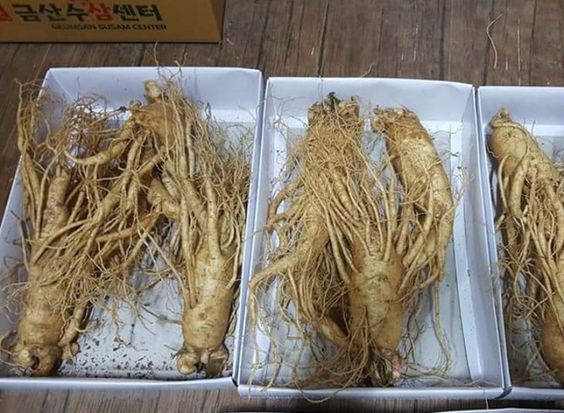 phân biệt nhân sâm hồng sâm hắc sâm