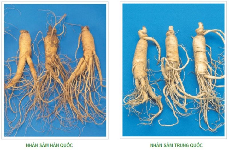 Sự khác biệt giữa nhân sâm Hàn Quốc và nhân sâm Trung Quốc