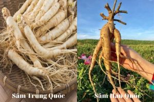 Sự khác biệt giữa nhân sâm Hàn Quốc và nhân sâm Trung Quốc