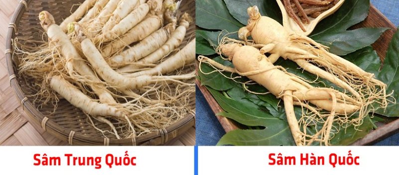 Sự khác biệt giữa nhân sâm Hàn Quốc và nhân sâm Trung Quốc