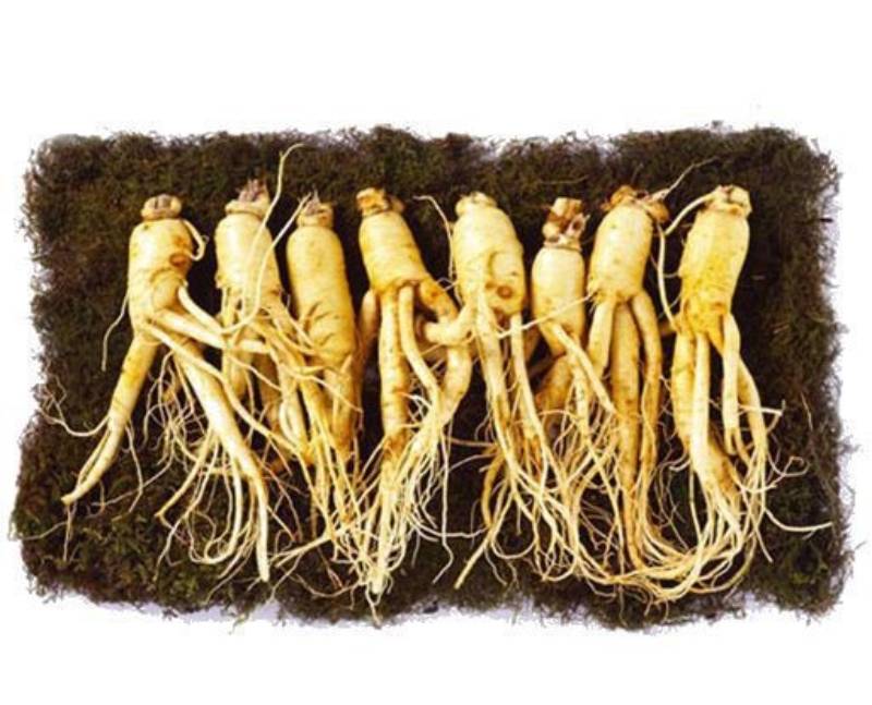 người bị cao huyết áp có nên uống nhân sâm không