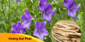 tác dụng của cát cánh 1