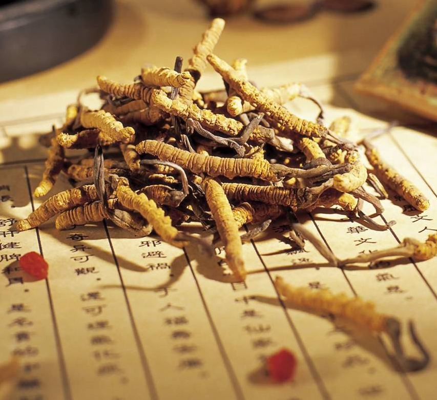 Đông trùng hạ thảo là gì dong trung ha thao la gi ?